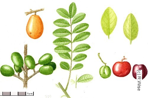 اسپاندیاس پورپورآ - معرفی درختان میوه